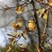 319/365 - The last leaves of the season by wag864