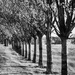 Trees in the Park by frequentframes