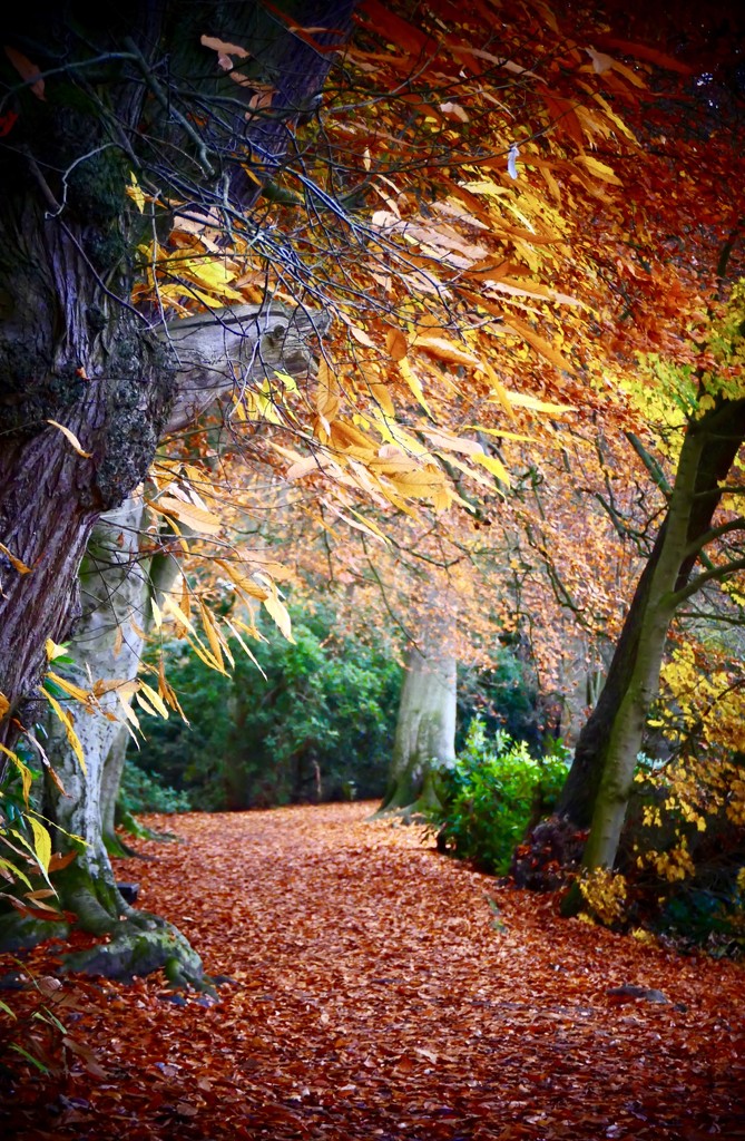 Magical Autumn. by carole_sandford