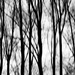 ICM trees by leonbuys83