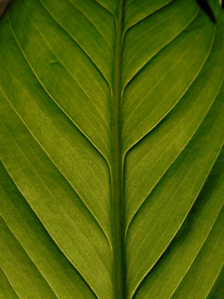 Lilly leaf by jmdspeedy