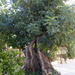 250 year old carob in our garden.  by chimfa