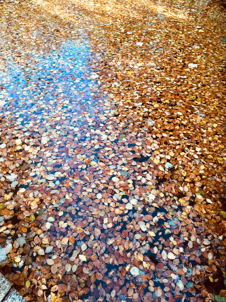 Floating Fall carpet by stimuloog