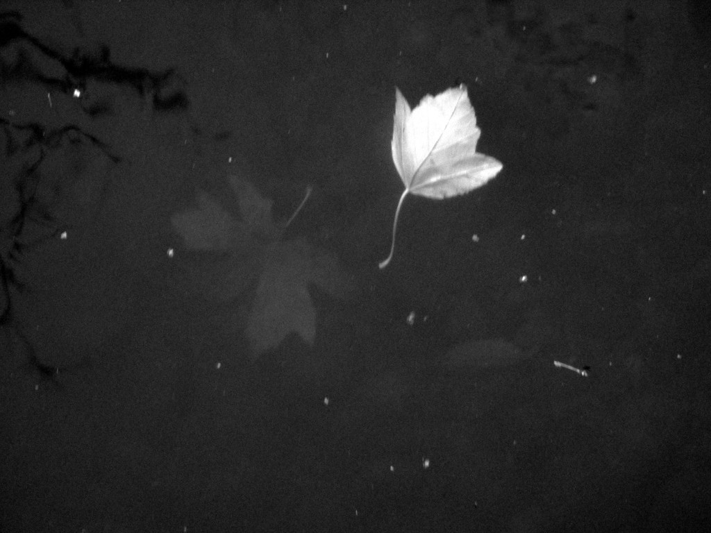 Autumn in B&W 14 (leaves floating) by granagringa