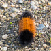 Woolybear Front by rminer