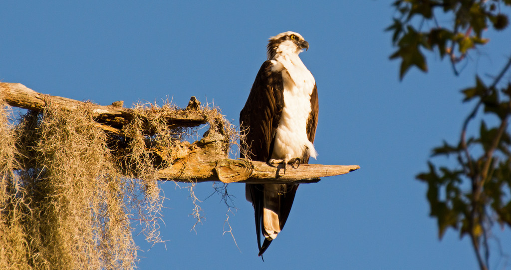 Osprey Taking in the View! by rickster549