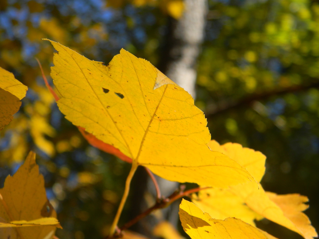 Yellow Maple Leaf by sfeldphotos