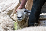 20th Nov 2017 - Sheep Shearing