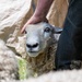 Sheep Shearing by yorkshirekiwi