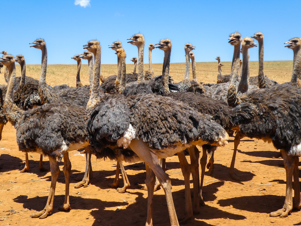 Female Ostriches...... by ludwigsdiana