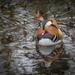 Mandarin duck by haskar