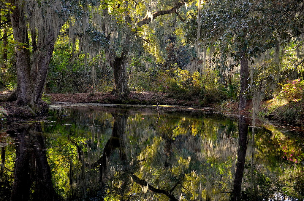 Woodland pond, Magnolia Gardens, Charleston, SC by congaree