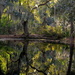 Woodland pond, Magnolia Gardens, Charleston, SC by congaree