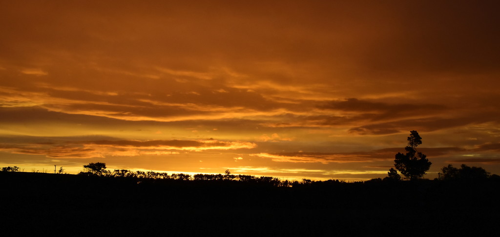 Golden Sunset by nickspicsnz
