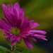 Pink chrysanthemums... by ziggy77