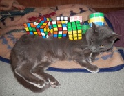 16th Nov 2017 - Rubik's Cube Pile Up
