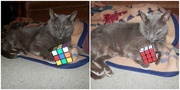 15th Nov 2017 - Katey Cat Learned how to do the Rubik's Cube