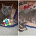 Katey Cat Learned how to do the Rubik's Cube by julie