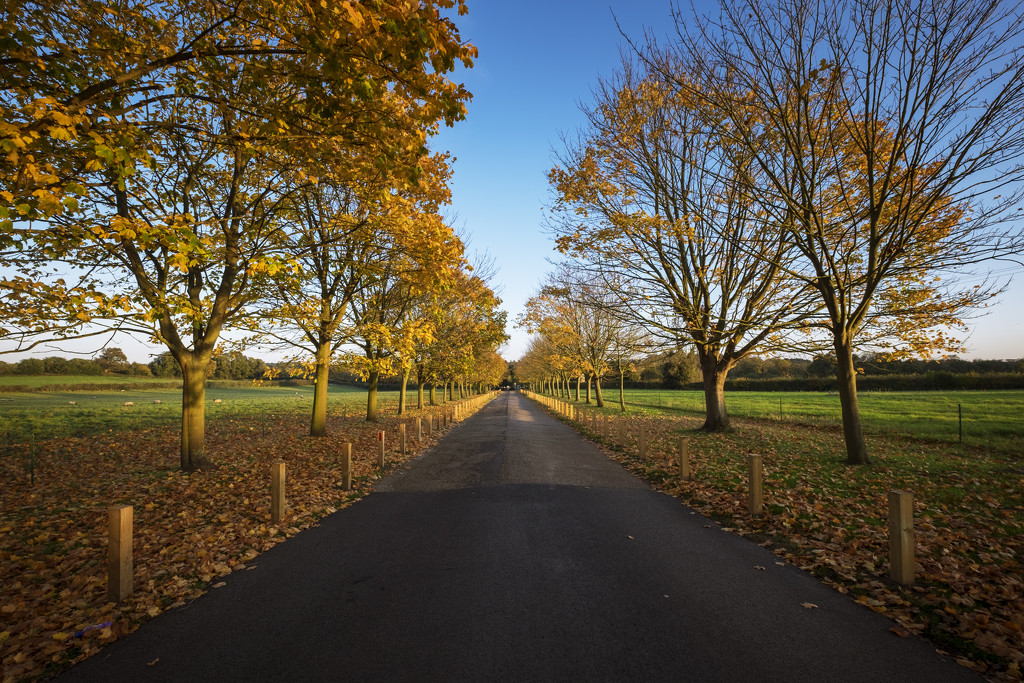 Day 310, Year 5 - Last Signs Of Autumn In Norfolk by stevecameras