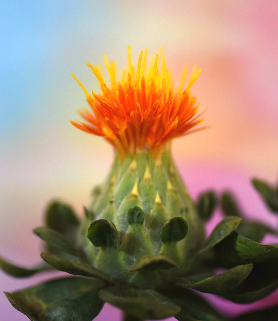 Budding Flower by joysfocus