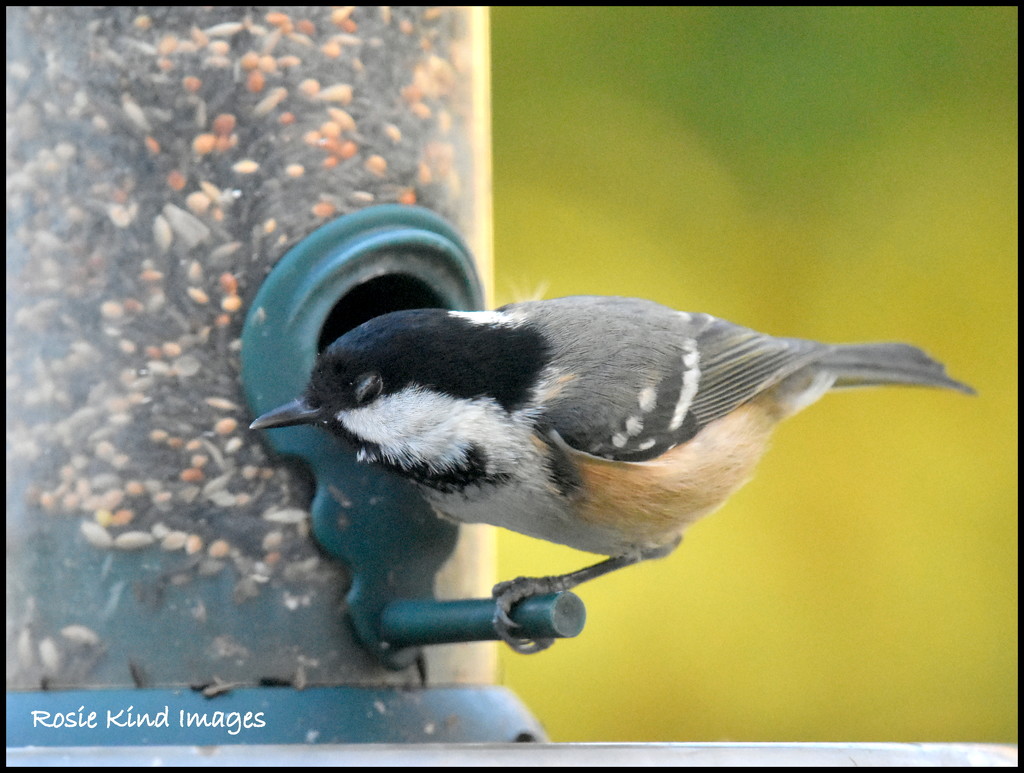 A visit from the coal tit by rosiekind