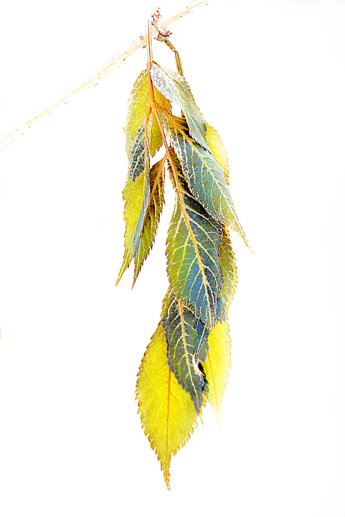 Feathery leaves! by fayefaye
