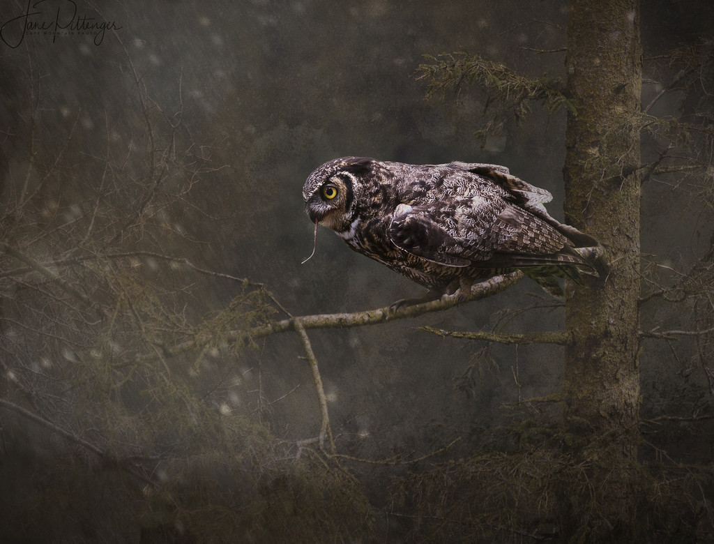 Great Horned Owl  by jgpittenger