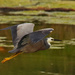 White faced heron in flight by maureenpp
