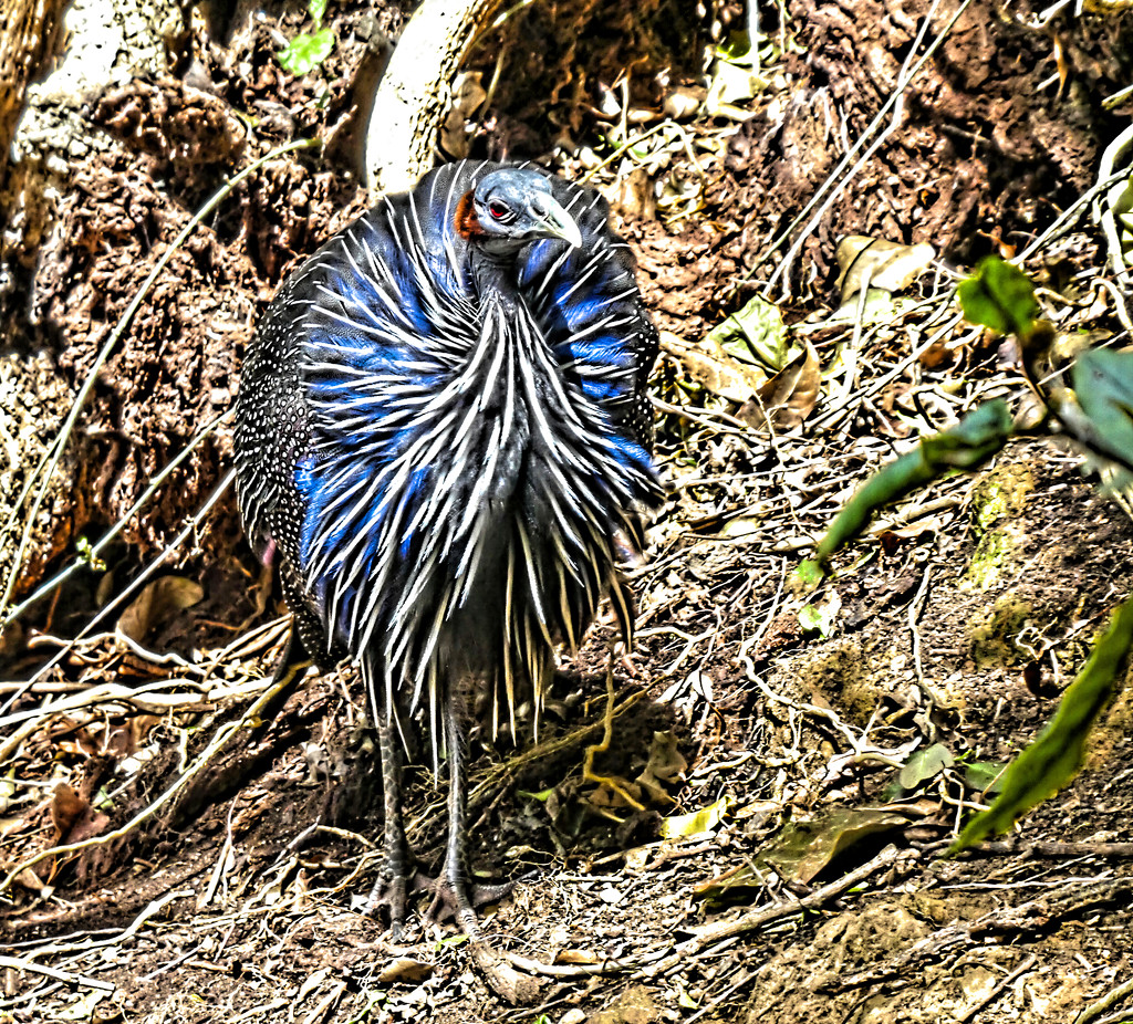 A Vulturine Guineafowl seen at Birds of Eden. by ludwigsdiana