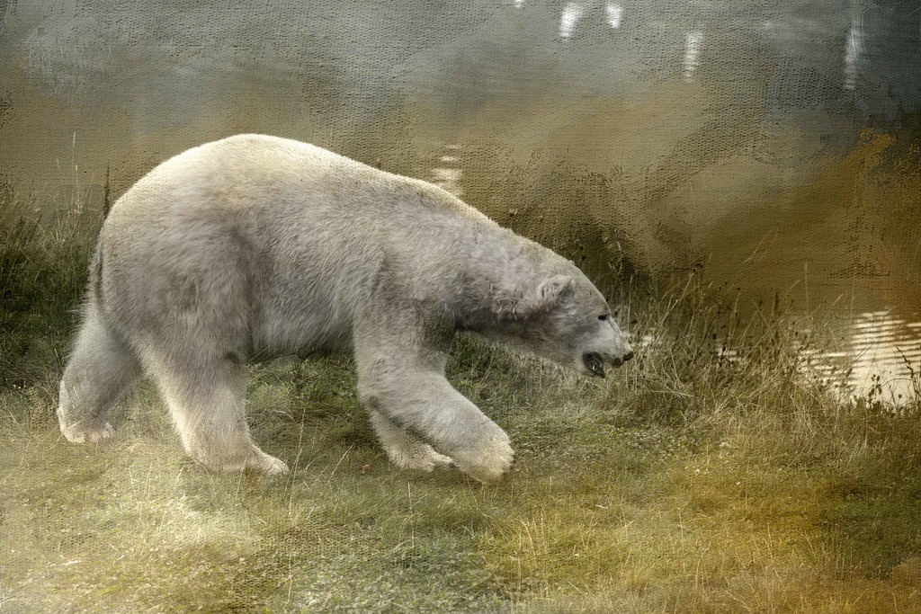 Polar Bear by shepherdmanswife