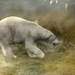 Polar Bear by shepherdmanswife