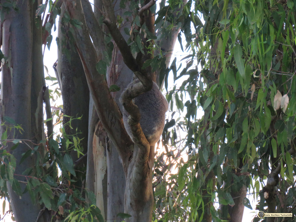 doo doo doo lookin out my kitchen window by koalagardens