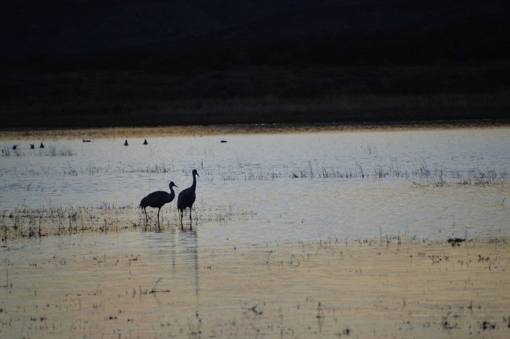 cranes at dusk  by bigdad