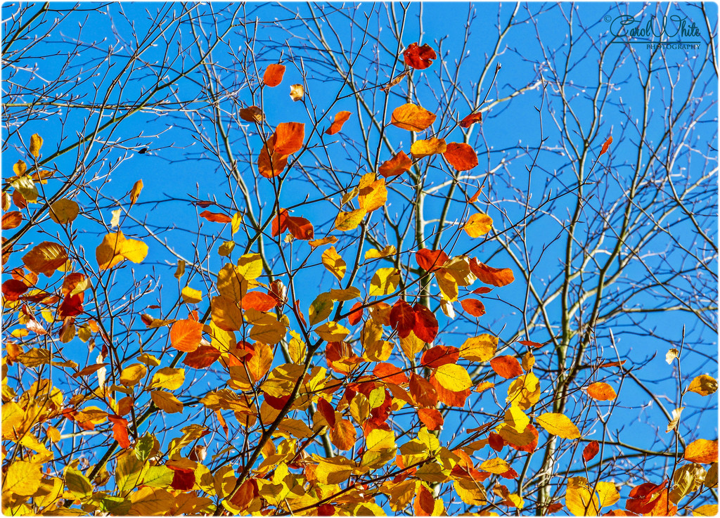 Autumn Leaves And Blue Sky by carolmw