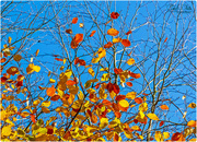 21st Nov 2017 - Autumn Leaves And Blue Sky
