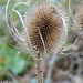 Just a teasel by orchid99