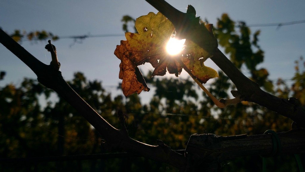 Set in a grapevine leaf... by frappa77