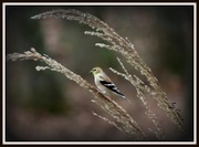 21st Nov 2017 - American Goldfinch