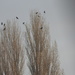Jackdaws in the Poplar Trees by oldjosh