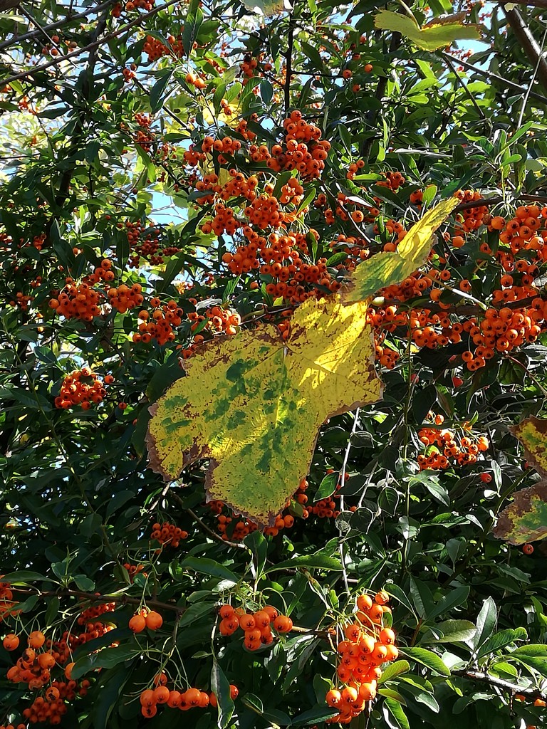 Berries + leaves = autumn colours. by plainjaneandnononsense