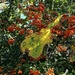 Berries + leaves = autumn colours. by plainjaneandnononsense