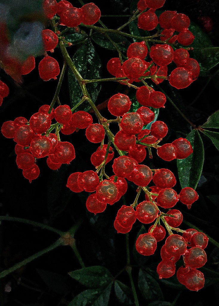 The Last Red Berries by gardenfolk