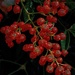 The Last Red Berries by gardenfolk
