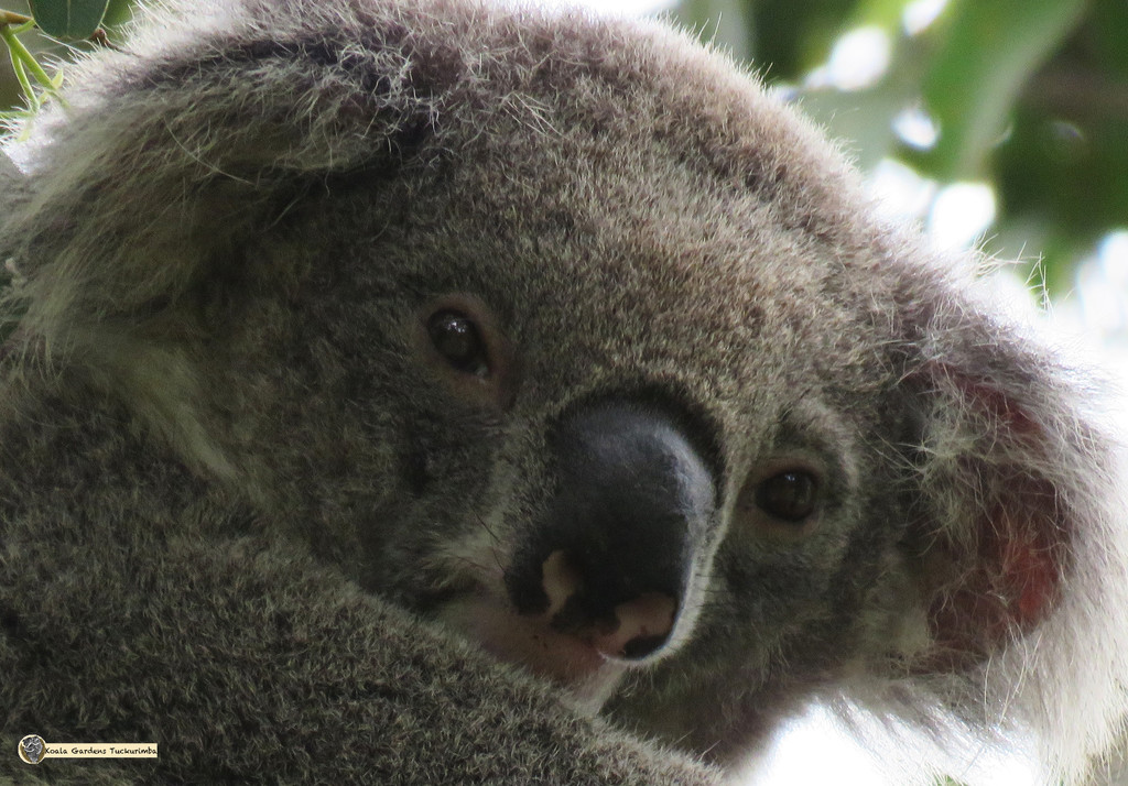 seems close by koalagardens