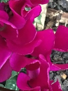 5th Nov 2017 - Cyclamen Flower