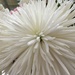 Chrysanthemum Flower by cataylor41