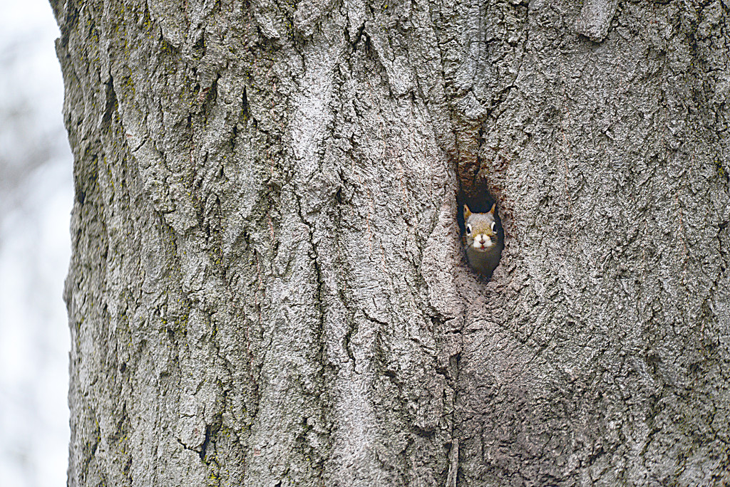 Peek-a-boo squirrel! by fayefaye