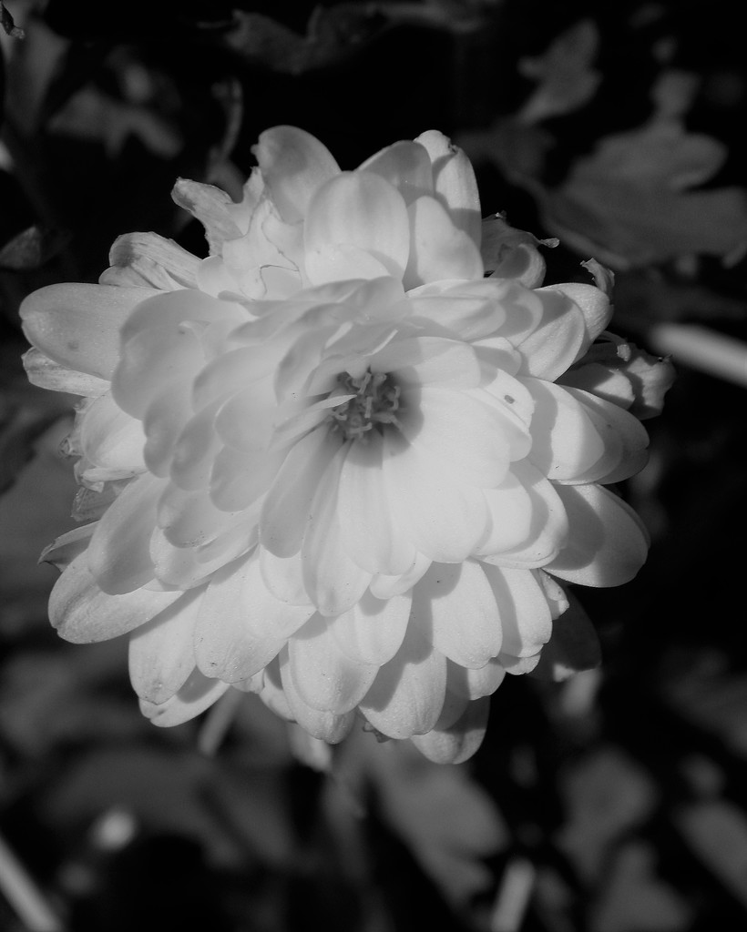 Lingering Blossom by daisymiller