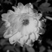Lingering Blossom by daisymiller