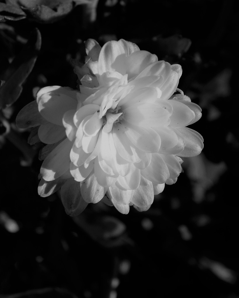 Another Chrysanthemum Blossom by daisymiller